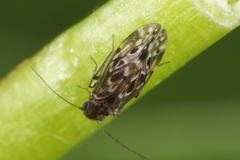 Peripsocus alboguttatus