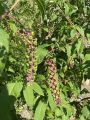 Phytolacca americana
