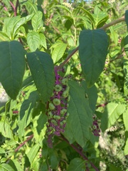 Phytolacca americana