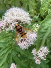 Volucella zonaria