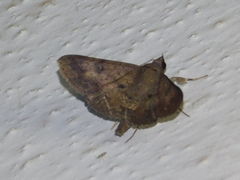 Hypospila