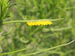 Leptinotarsa lineolata