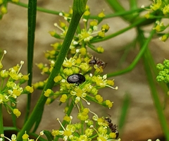 Discomyza