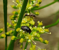 Discomyza