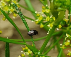 Discomyza