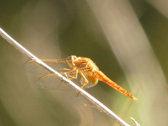 Crocothemis erythraea
