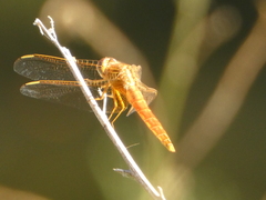Crocothemis erythraea