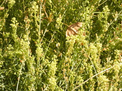 Reseda lutea