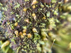 Acaulon