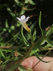 Gratiola officinalis