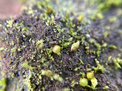 Acaulon