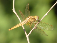 Crocothemis erythraea