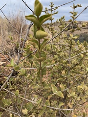 Vangueria parvifolia