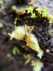 Acaulon