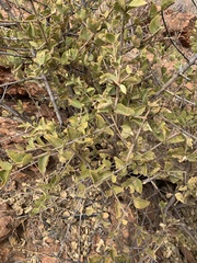 Vangueria parvifolia