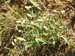 Silene vulgaris