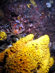 Schizophrys rufescens