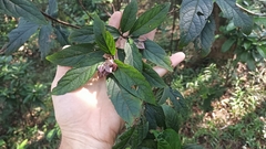 Clerodendrum fortunatum