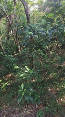 Clerodendrum fortunatum