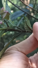 Clerodendrum fortunatum