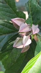 Clerodendrum fortunatum