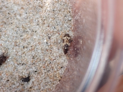 Tetragonoderus fasciatus