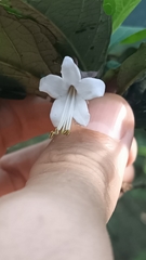 Clerodendrum fortunatum