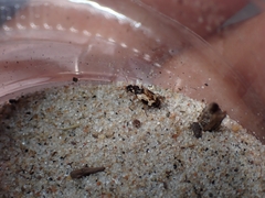 Tetragonoderus fasciatus