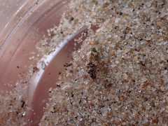 Tetragonoderus fasciatus