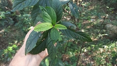 Clerodendrum fortunatum