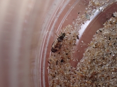 Tetragonoderus fasciatus