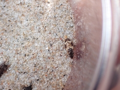 Tetragonoderus fasciatus