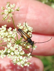 Stenurella bifasciata