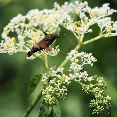 Macroglossum divergens