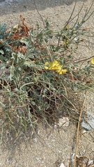 Glaucium flavum