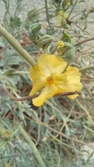 Glaucium flavum