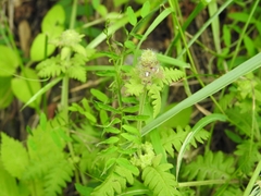 Pedicularis spicata