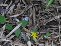 Lysimachia christiniae