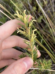 Hakea longiflora