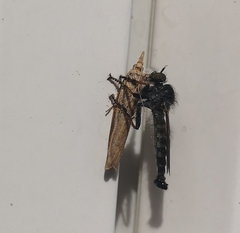 Neoitamus socius