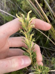 Hakea longiflora
