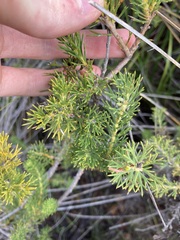 Hakea longiflora