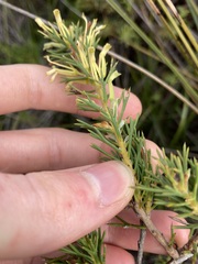 Hakea longiflora