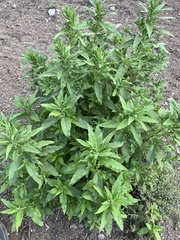 Axyris amaranthoides