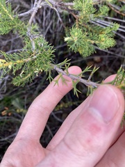Hakea longiflora