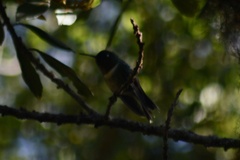 Heliangelus amethysticollis