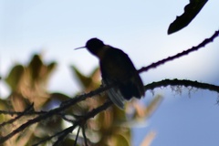 Heliangelus amethysticollis