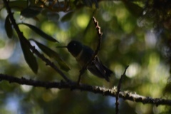 Heliangelus amethysticollis