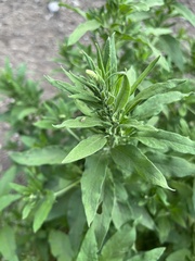 Axyris amaranthoides