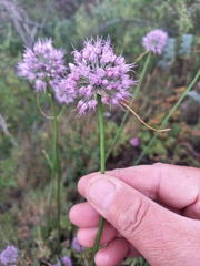 Allium cretaceum